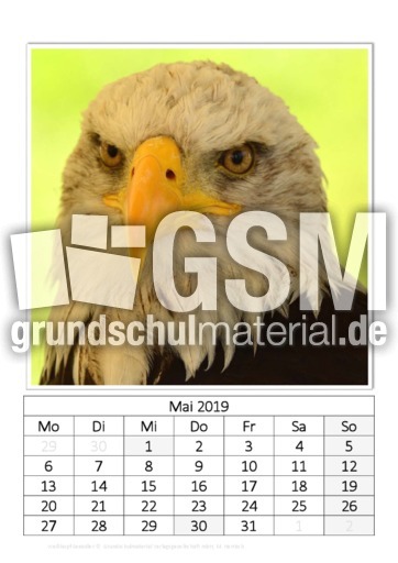 Mai_Weißkopf-Seeadler.pdf